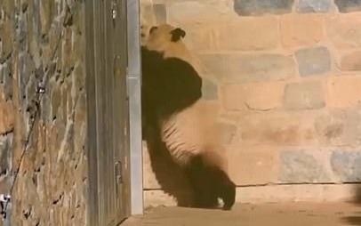 Clip gau truc me cao tuong vuon thu doi con gay xuc dong hinh anh