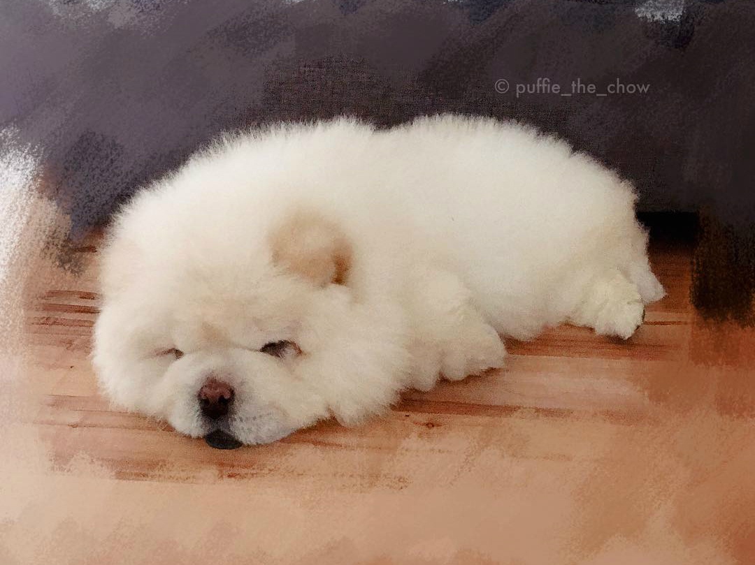 chu cho Chow Chow noi tieng tren mang anh 2