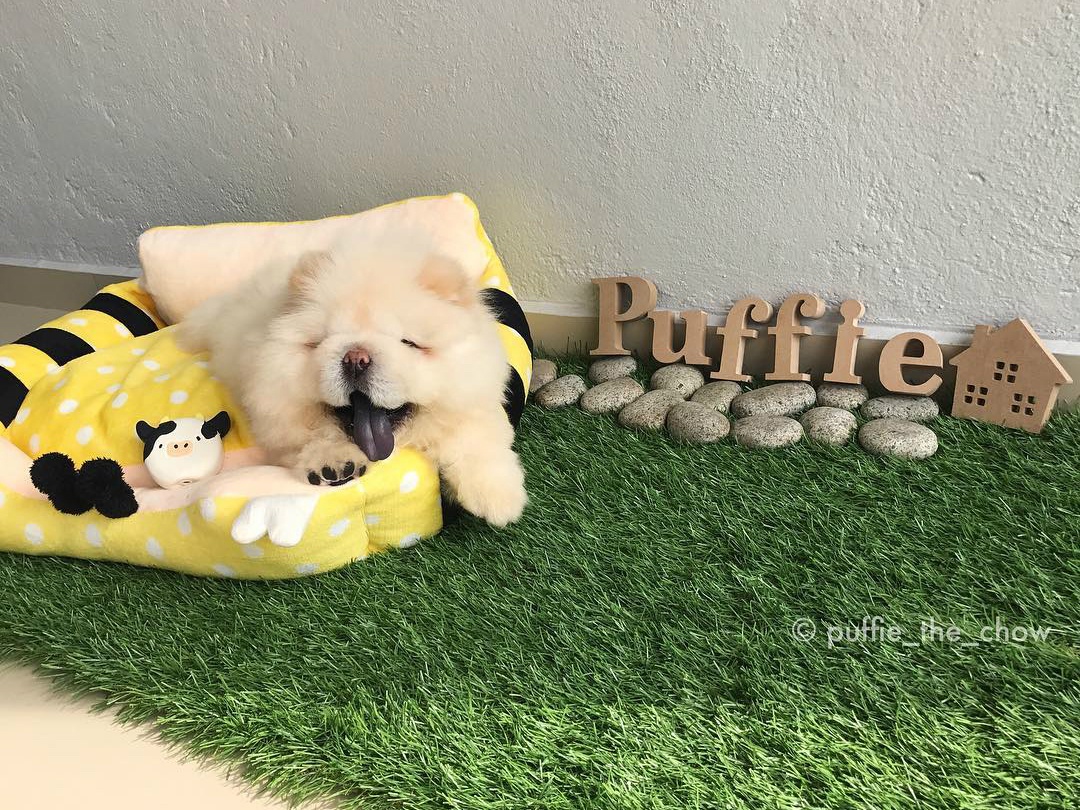 chu cho Chow Chow noi tieng tren mang anh 1