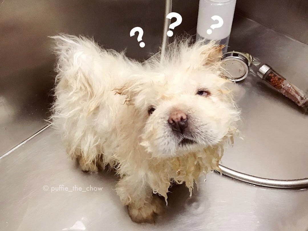 chu cho Chow Chow noi tieng tren mang anh 4