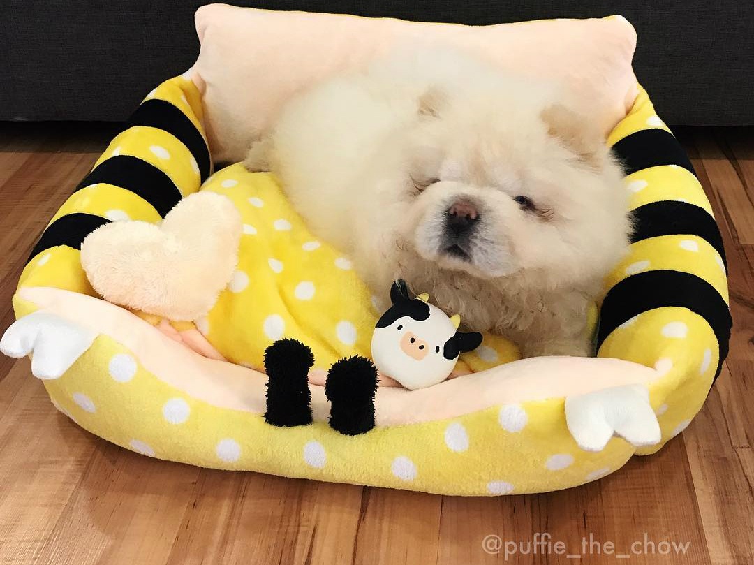 chu cho Chow Chow noi tieng tren mang anh 5