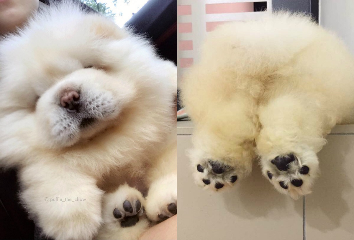 chu cho Chow Chow noi tieng tren mang anh 8