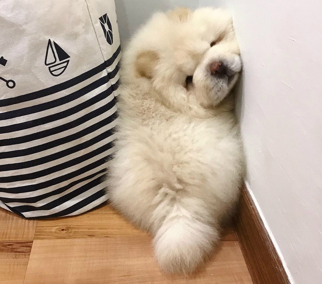 chu cho Chow Chow noi tieng tren mang anh 3