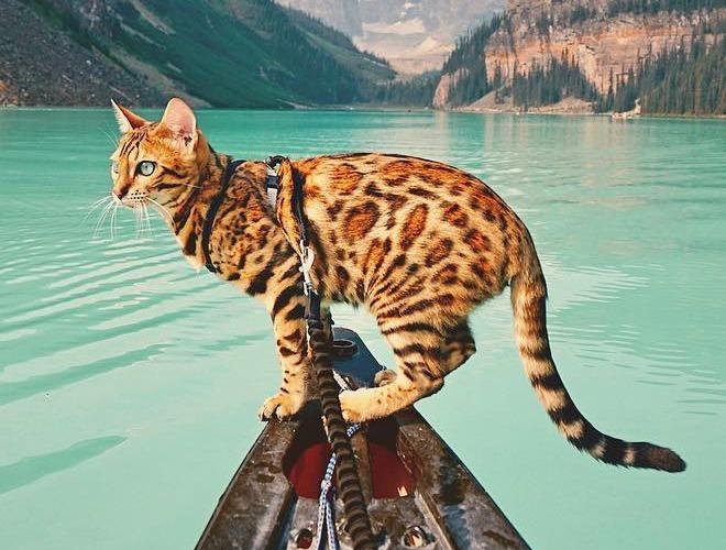 Meo Suki hut gan 195.000 fan tai Instagram hinh anh