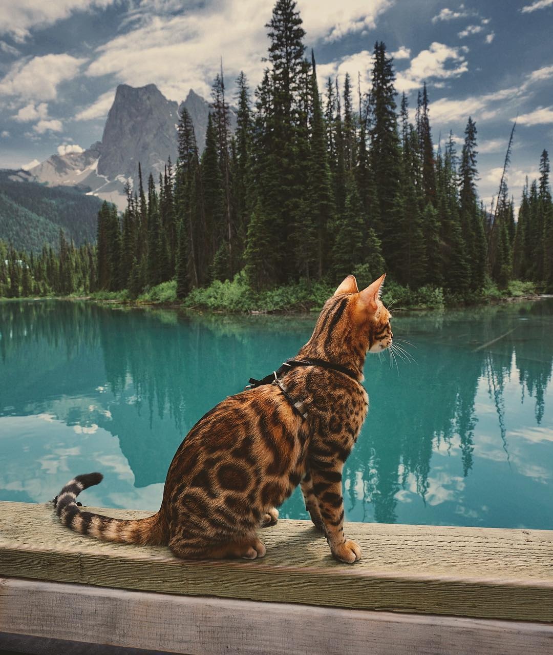 chu meo du lich noi tieng Instagram anh 7