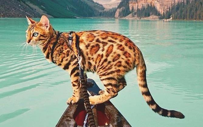 Co meo Suki noi tieng Instagram nho thuong xuyen 'khoe' anh du lich hinh anh