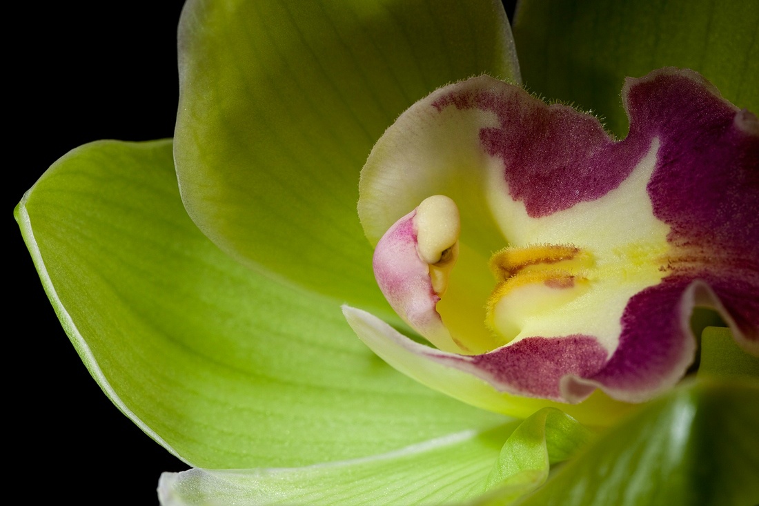 hoa dat nhat the gioi anh 3