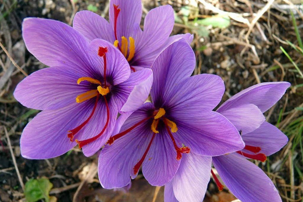 hoa dat nhat the gioi anh 5