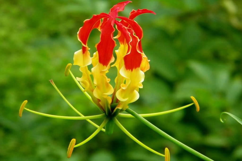 hoa dat nhat the gioi anh 7