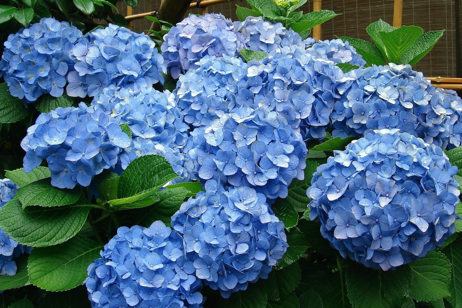 hoa dat nhat the gioi anh 8