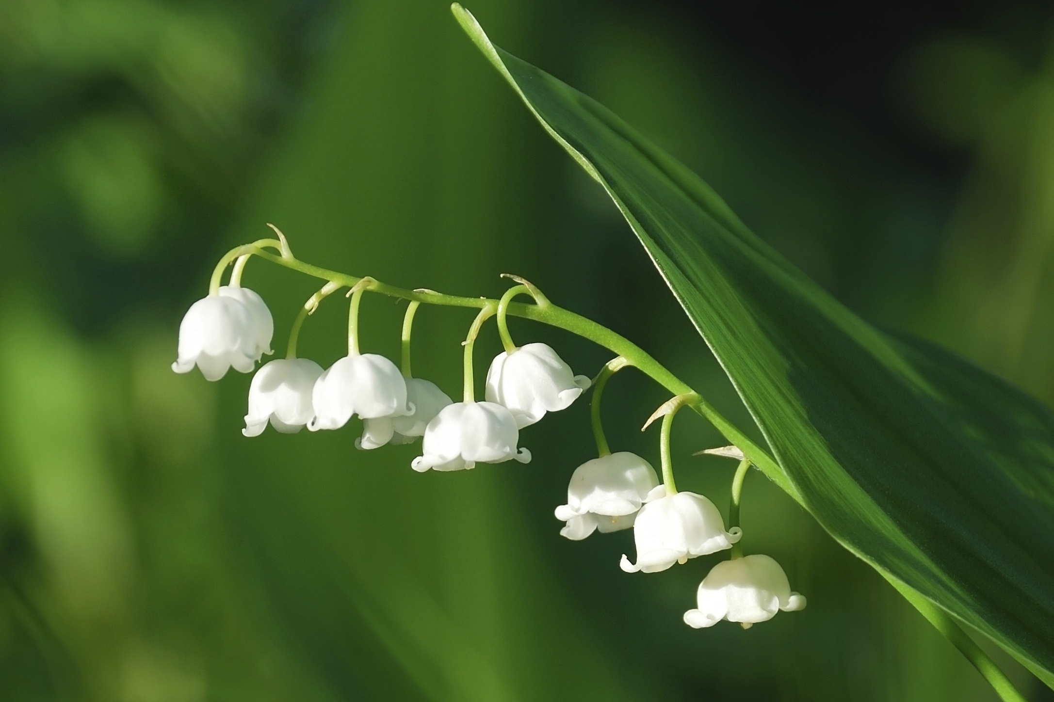 hoa dat nhat the gioi anh 9