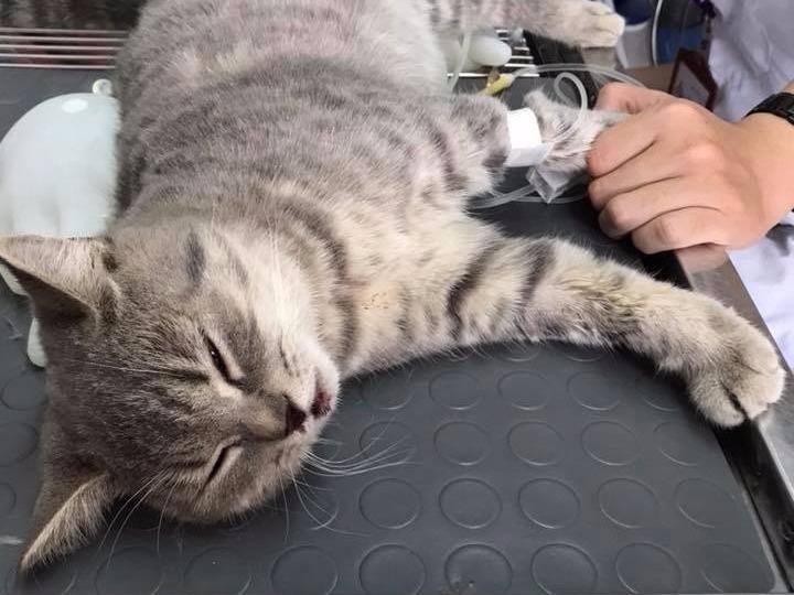 Chang trai co xoay so 40 trieu chua tri cho meo cung bi nga gay xuong hinh anh