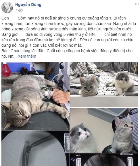 chàng trai chạy chữa cho mèo bị thương nặng ảnh 1 chang trai chay chua cho meo bi thuong nang anh 1