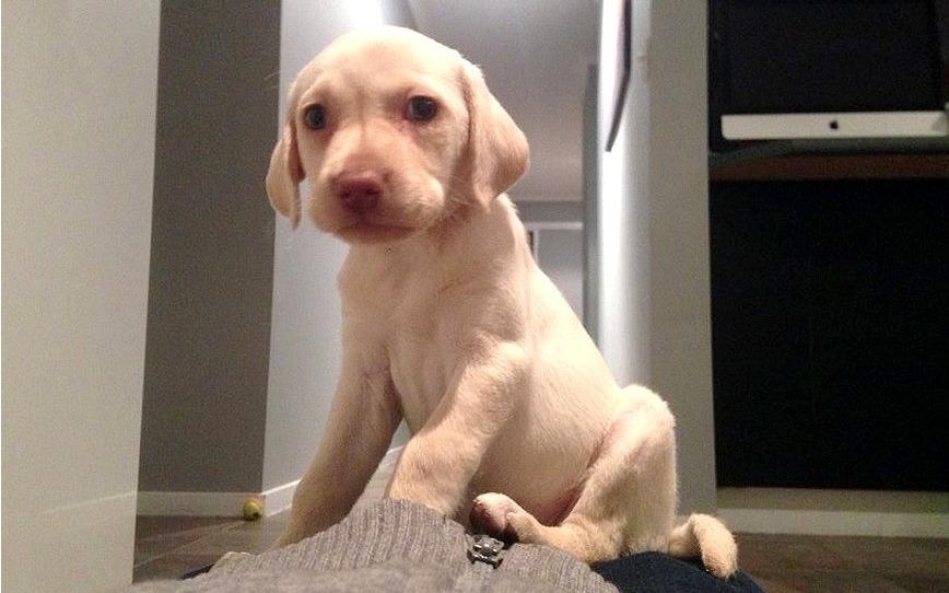 Ke trom tra cho cho gia chu sau 3 ngay hinh anh