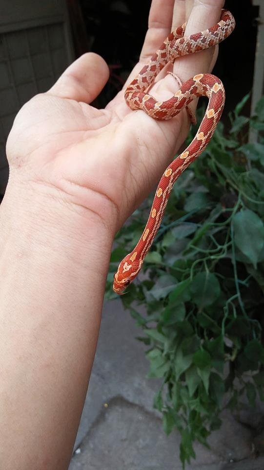 chia tay ban gai vi cham soc bo sat anh 7