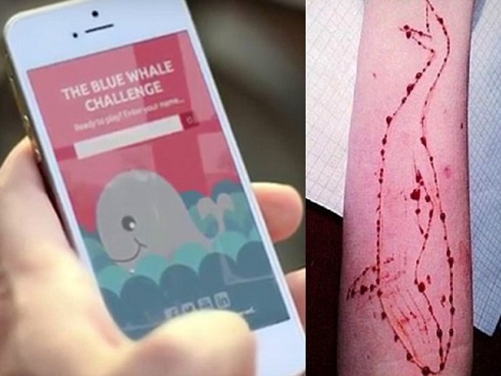 trao luu ca voi xanh anh 2