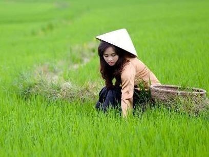 Chang trai bi ‘nem da’ vi che con gai que khong biet gat va cay lua hinh anh