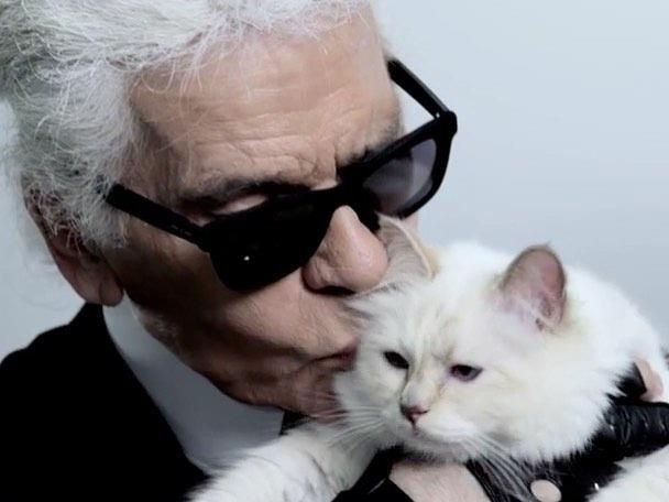 10 ly do khien ban phai ghen ty voi co meo cua Karl Lagerfeld hinh anh