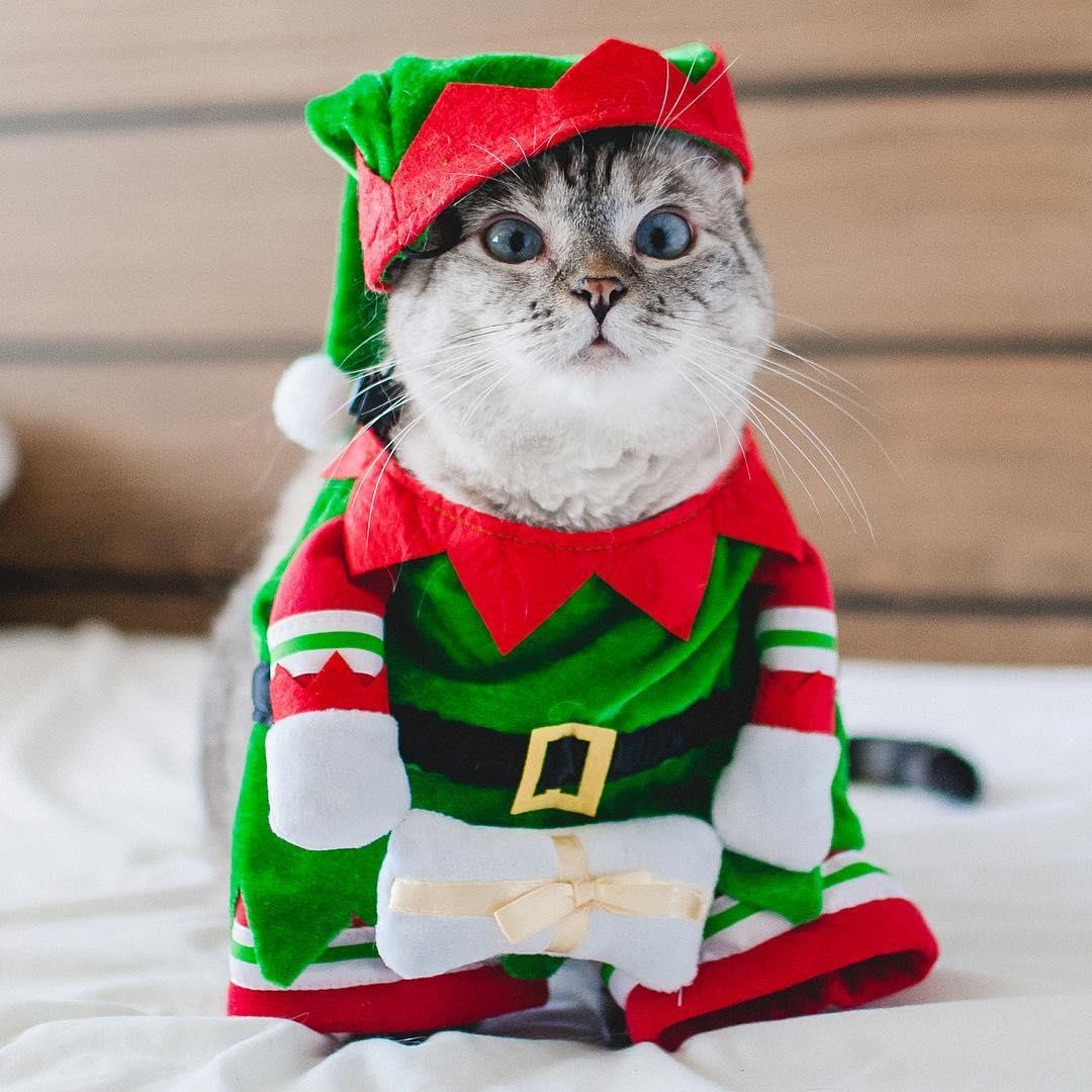 chu meo hot nhat mang xa hoi anh 4