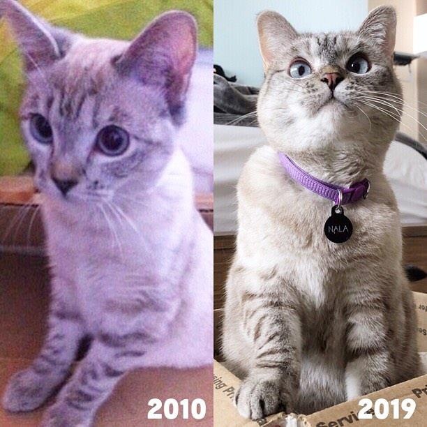 chu meo hot nhat mang xa hoi anh 1