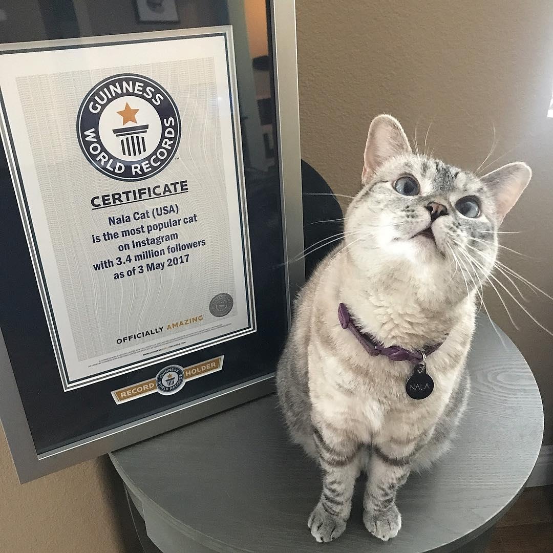 chu meo hot nhat mang xa hoi anh 3