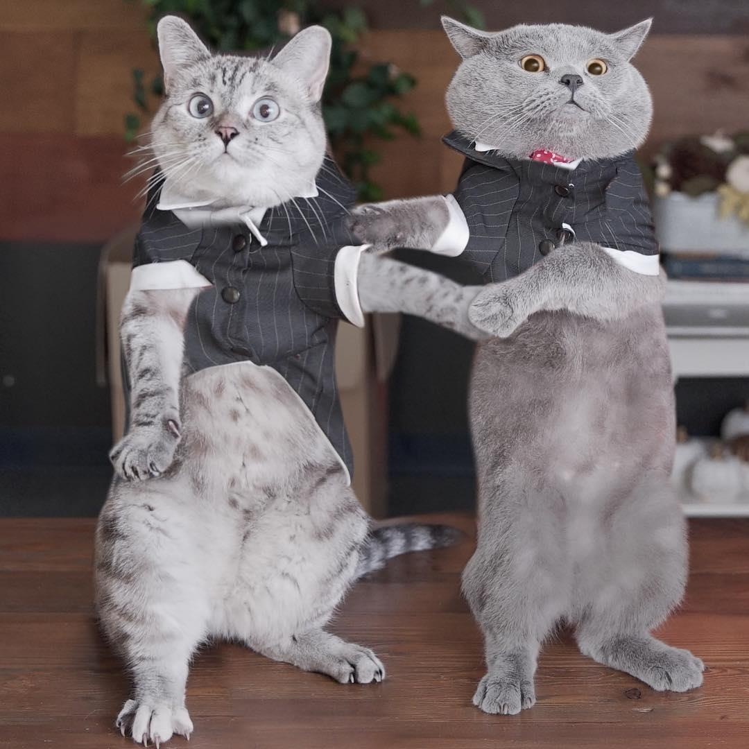 chu meo hot nhat mang xa hoi anh 8