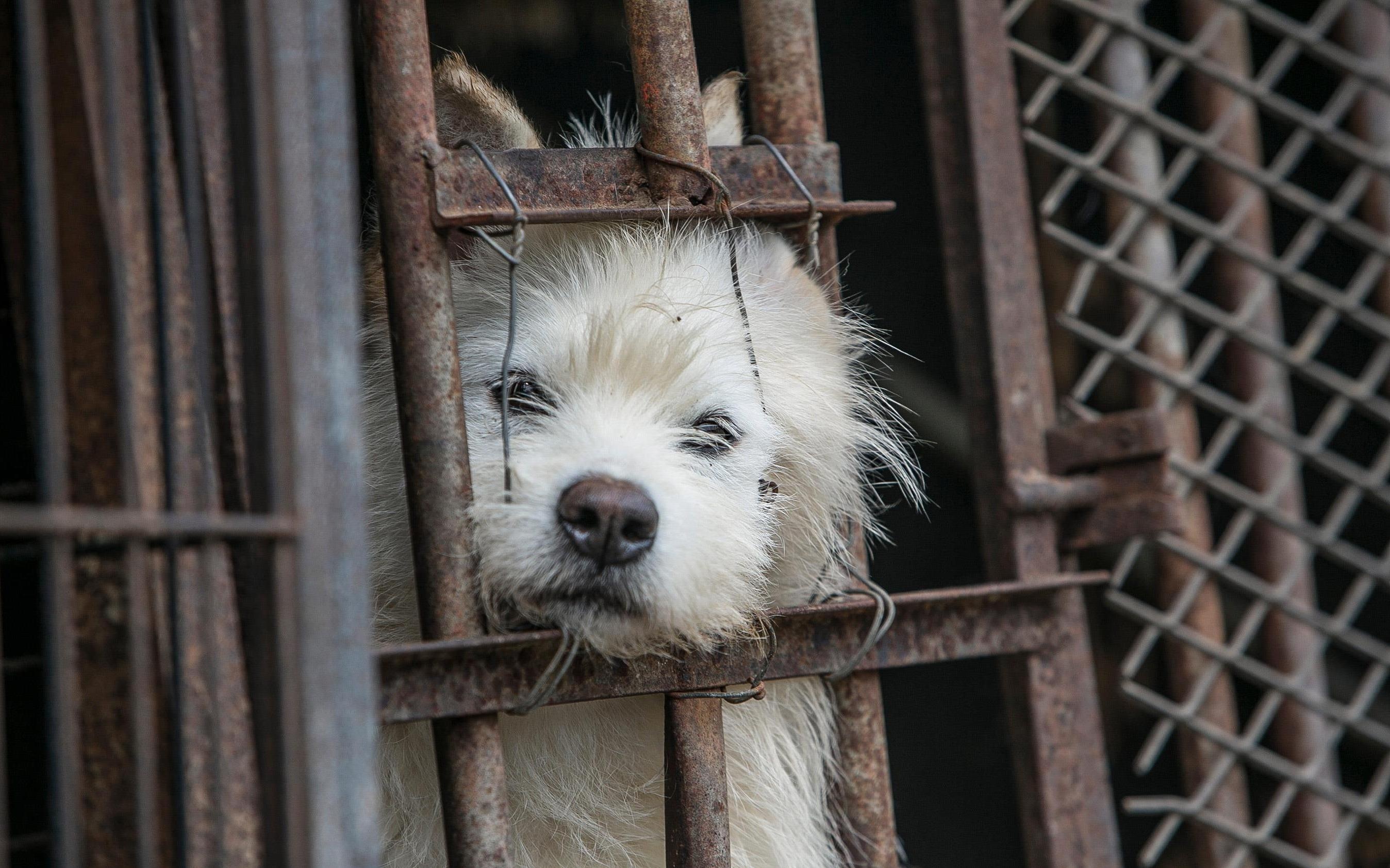 Nhieu nguoi tre Trung Quoc nghi an thit cho 'toi loi' hinh anh
