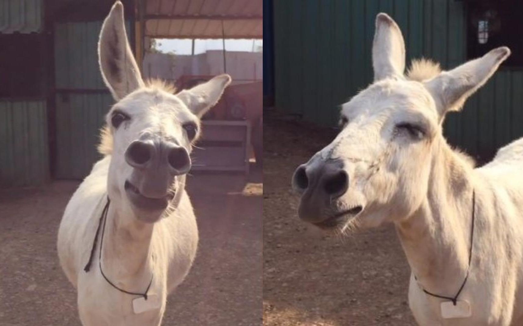 'Co lua biet hat' o An Do bat ngo noi tieng tren mang hinh anh