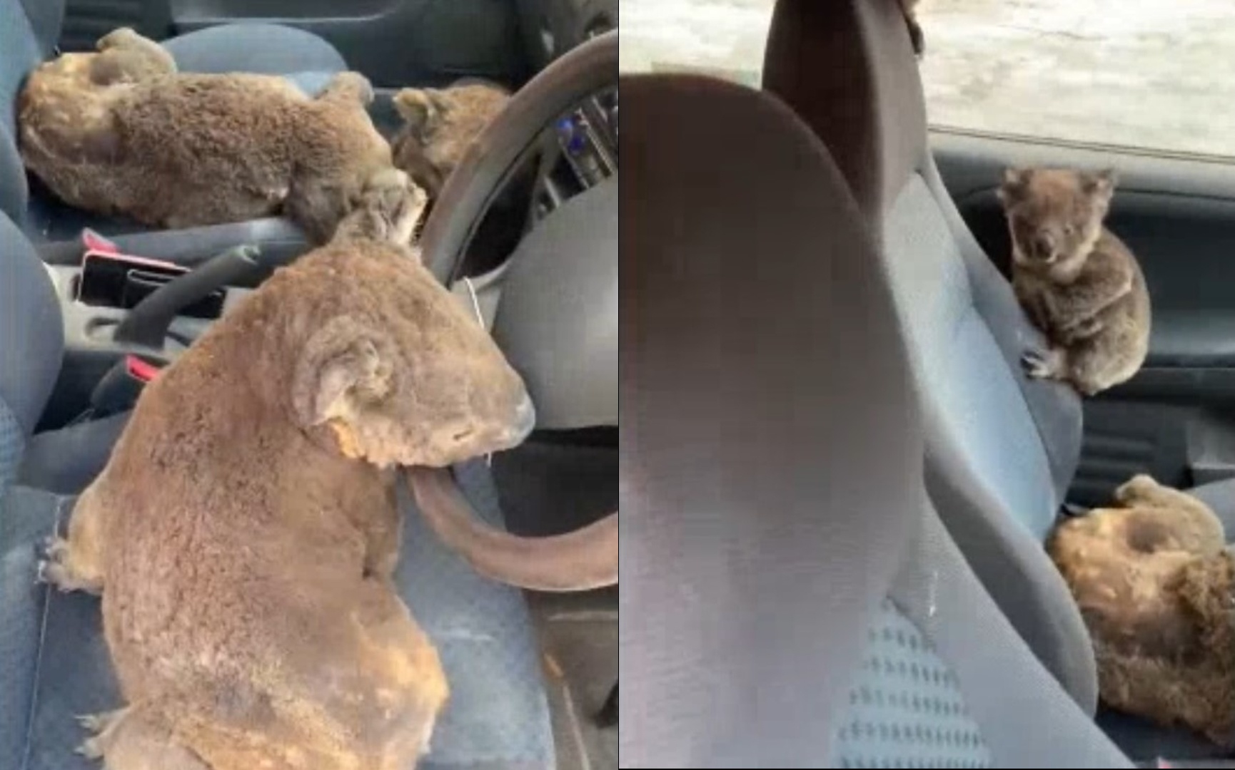 2 chang trai cho gau koala vao oto de thoat khoi chay rung o Australia hinh anh