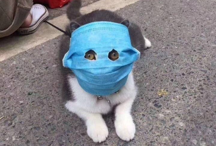 Anh meo deo khau trang giua dich virus corona gay bao mang hinh anh