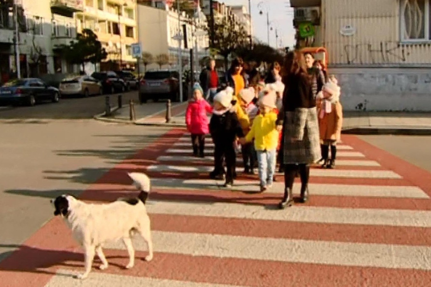 Co cho noi tieng thuong ho tong tre em qua duong an toan hinh anh