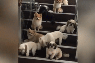 Dan cho ngoan ngoan cho chu goi den luot de len nhan do an hinh anh