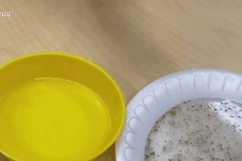 Co giao dung nuoc, hat tieu day hoc tro su quan trong cua viec rua tay hinh anh