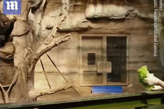 Dau chi con nguoi, tinh tinh cung biet rau ri khi bi cach ly hinh anh