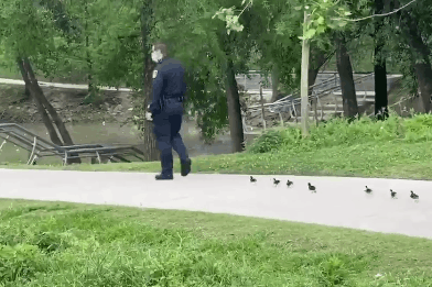 Clip canh sat My dan dan vit con di tim me gay bao mang hinh anh