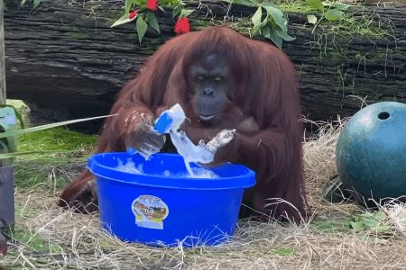 Neu luoi rua tay mua dich, hay hoc tap con duoi uoi 34 tuoi nay hinh anh