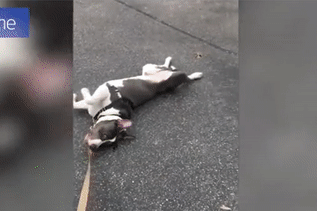 Chu cho gia chet de tri hoan ve nha khi duoc di dao hinh anh