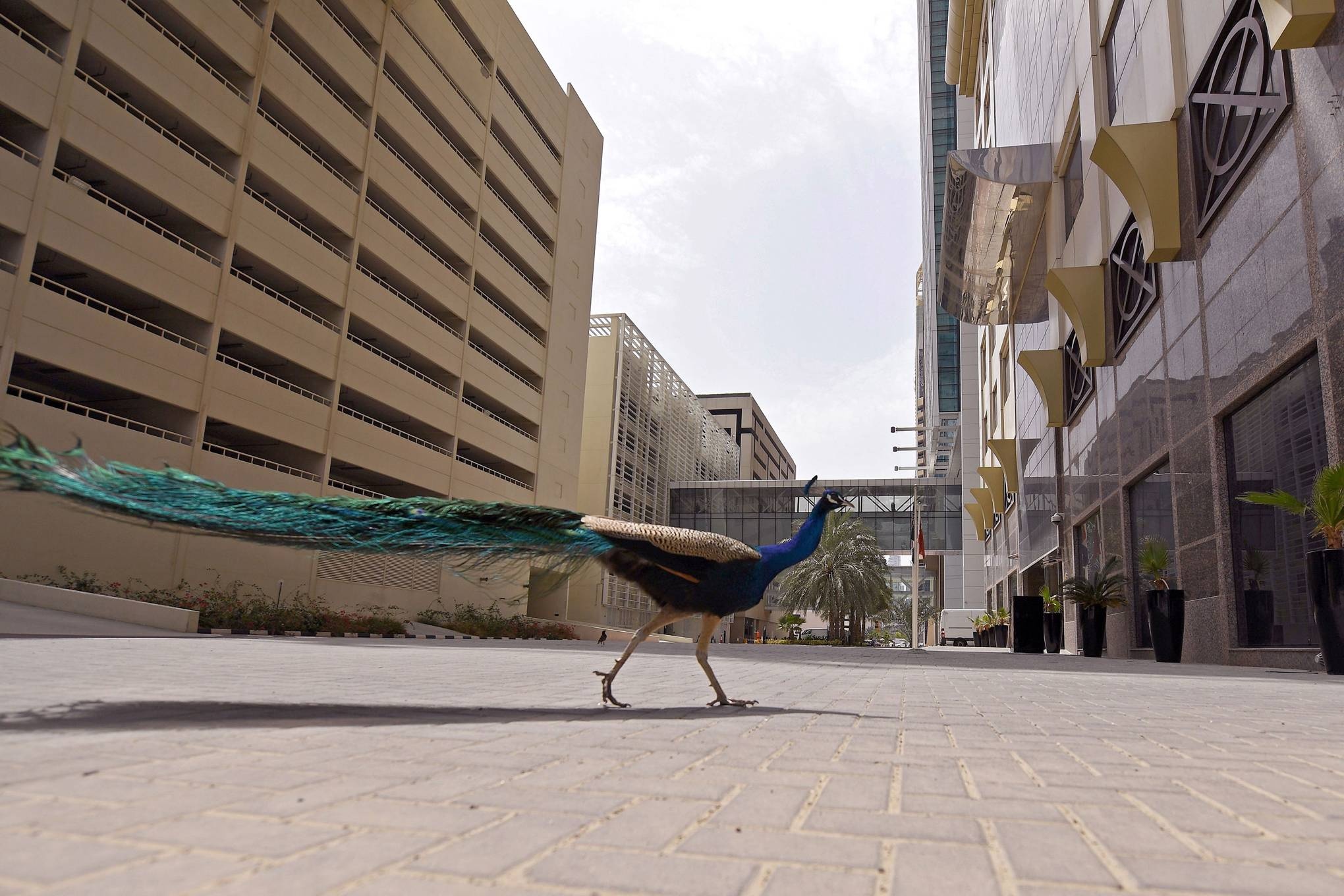 dong vat tran ra duong mua dich anh 8