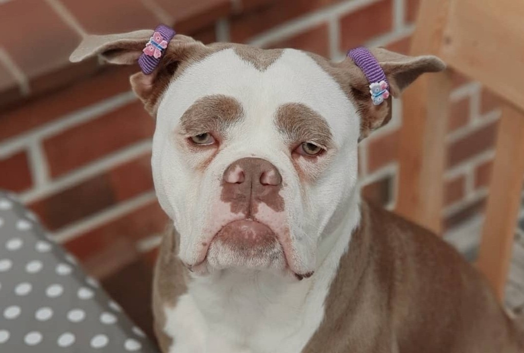 Co cho noi tieng tren mang nho co guong mat 'hon ca the gioi' hinh anh