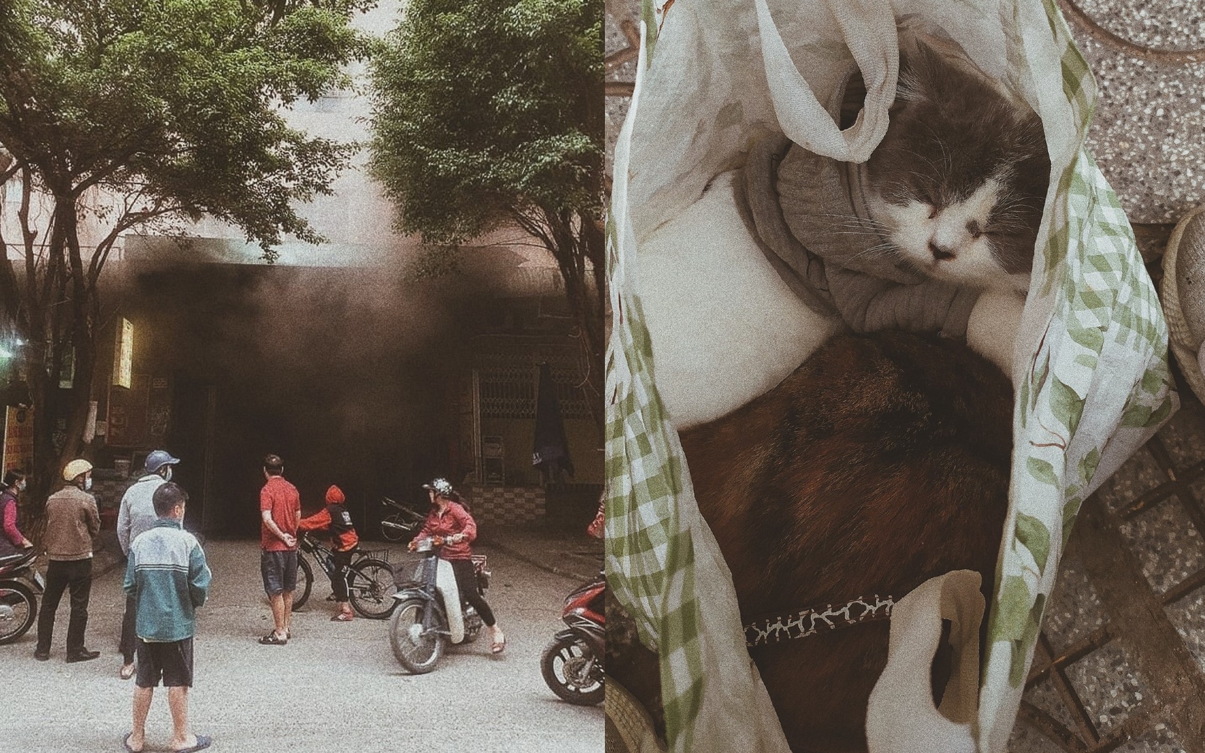 Chay chung cu, chang trai chi mang theo 4 chu meo bo chay hinh anh