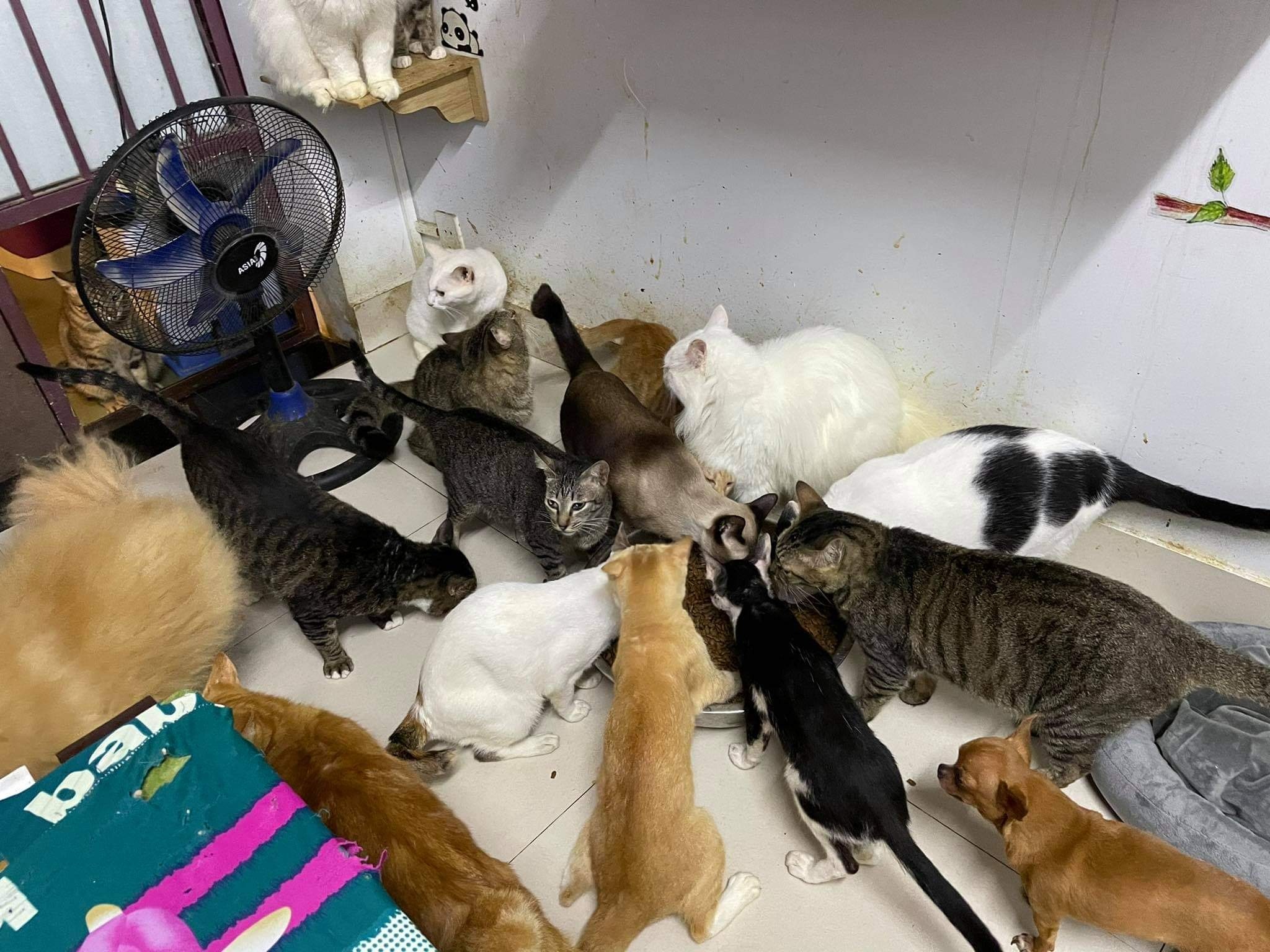 Chup anh cuoi voi hon thu cung anh 6