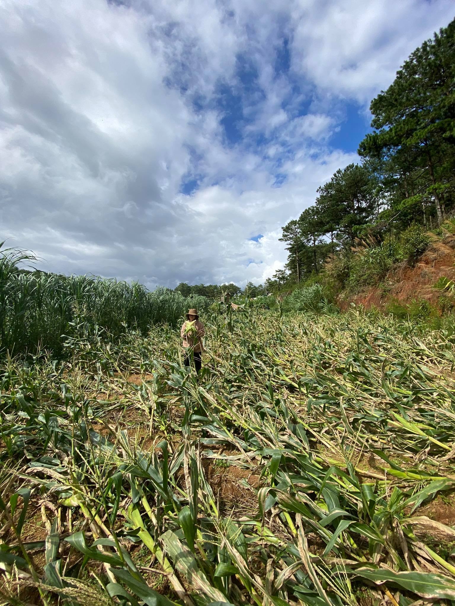 Bỏ phố về quê ảnh 3 Bo pho ve que anh 3