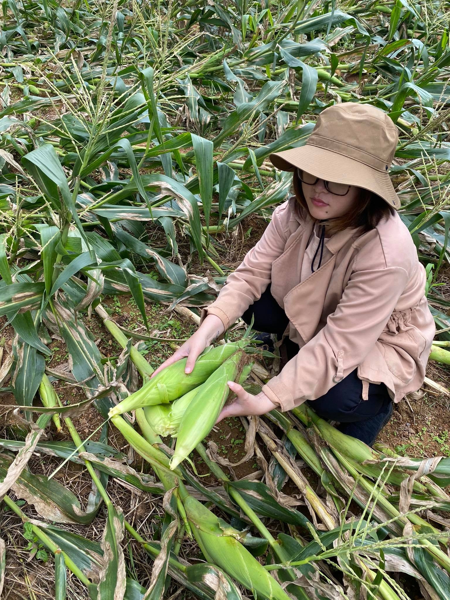 Bỏ phố về quê ảnh 4 Bo pho ve que anh 4