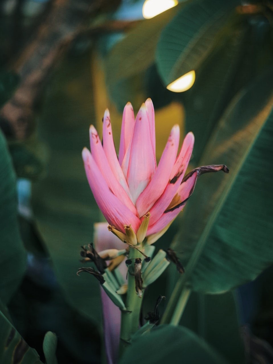 Ho sen trong can penthouse cua a khoi DH Kinh te Quoc dan anh 5