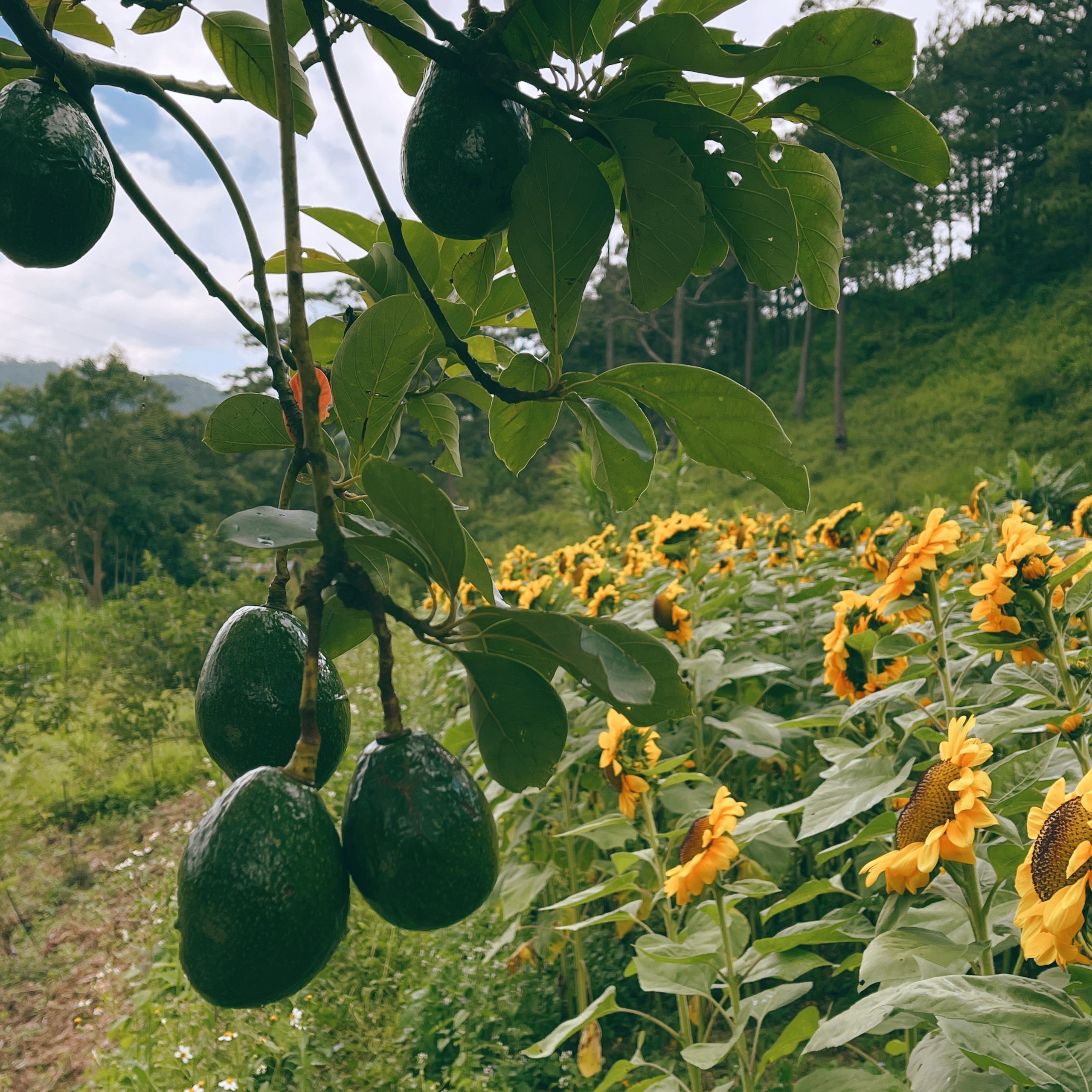 Bo TP.HCM len Da Lat lap nghiep anh 8