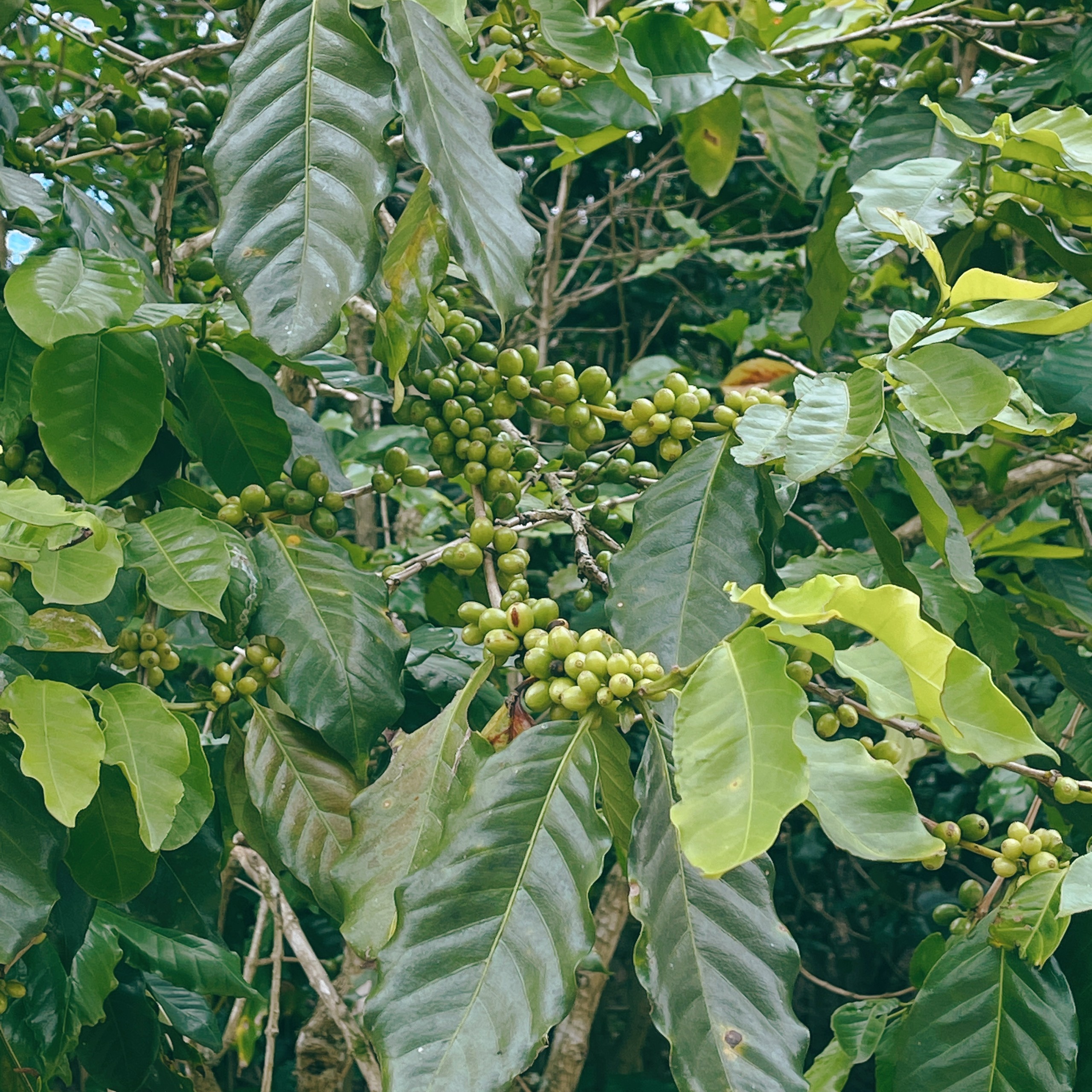 Bo TP.HCM len Da Lat lap nghiep anh 9