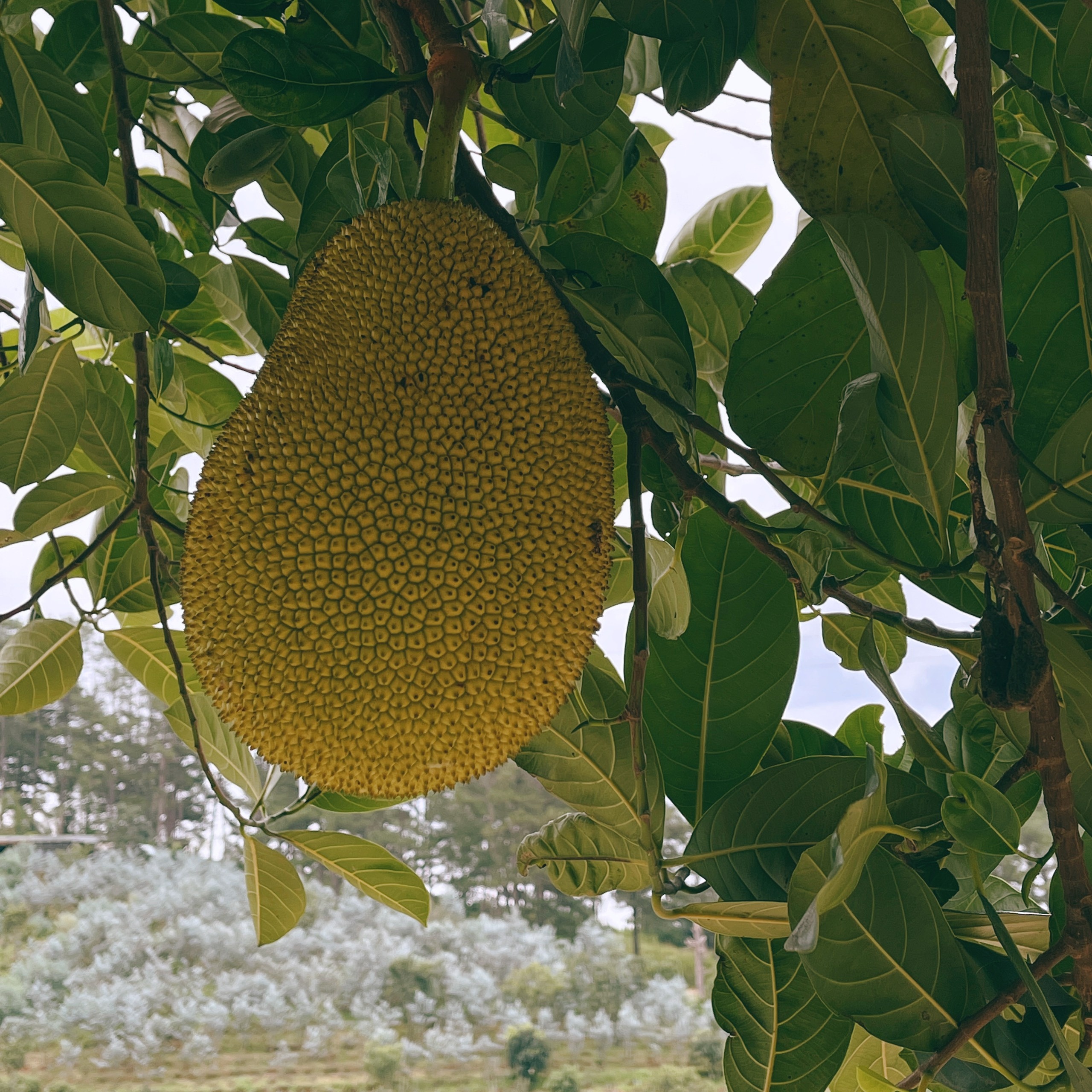 Bo TP.HCM len Da Lat lap nghiep anh 11