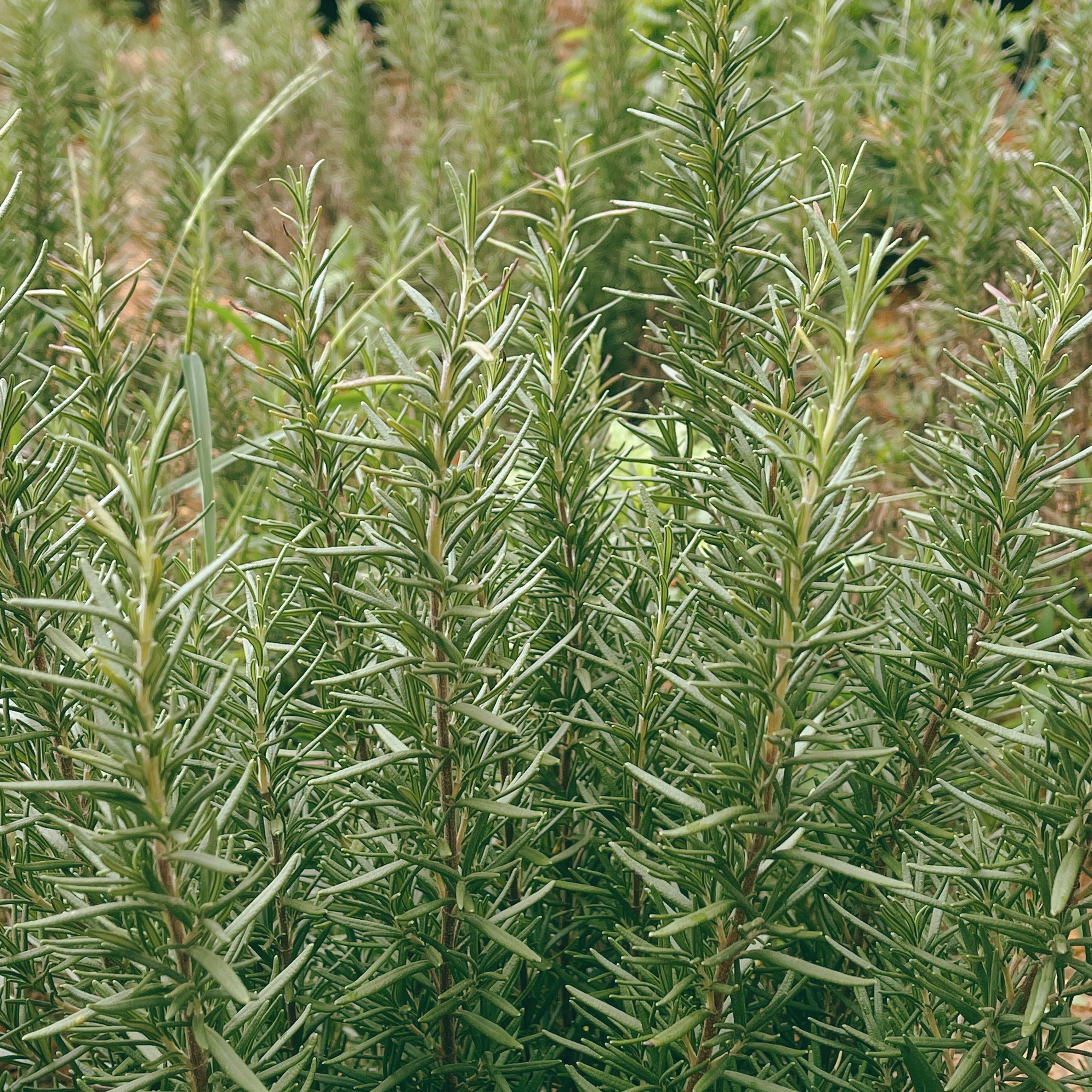 Bo TP.HCM len Da Lat lap nghiep anh 10