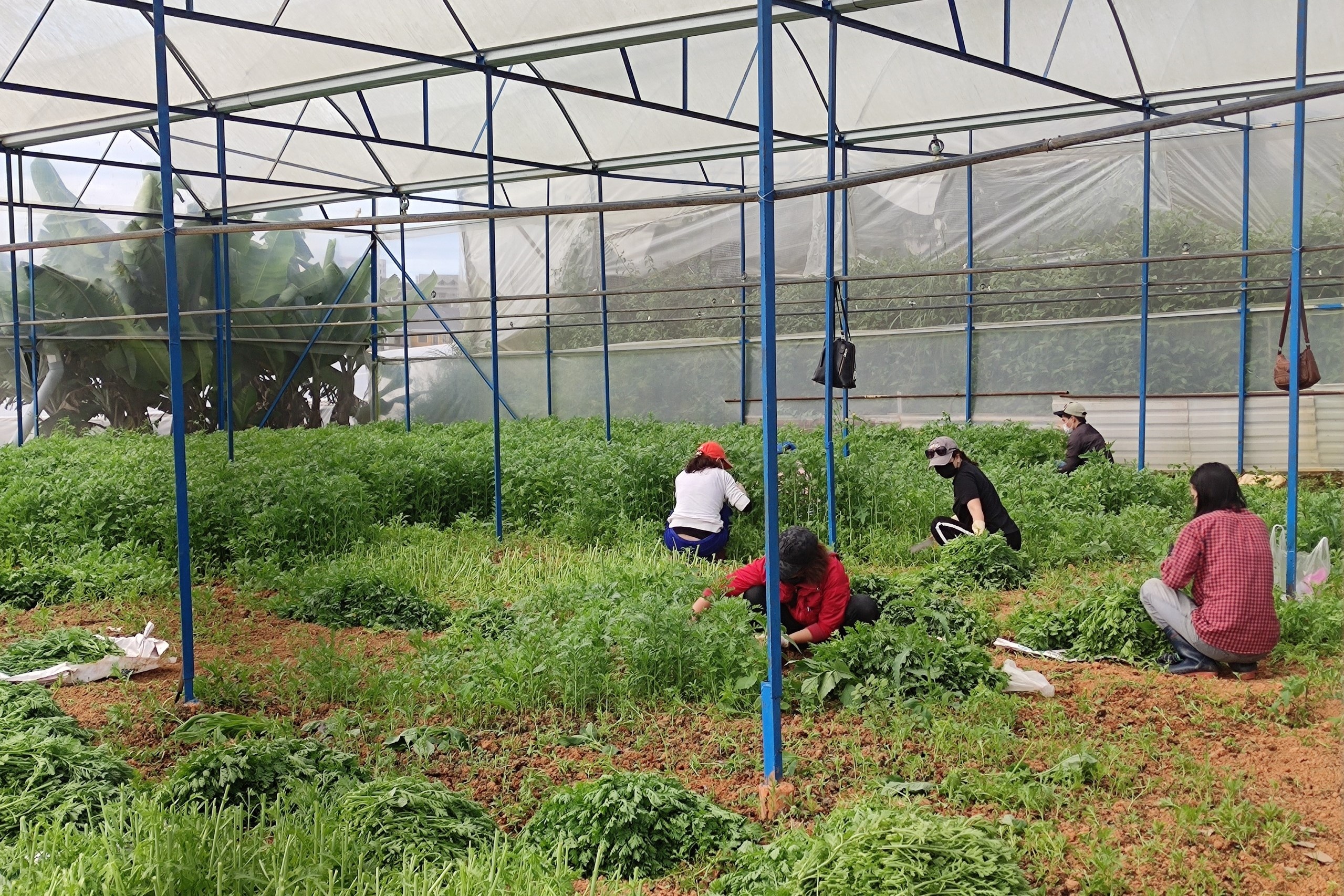 Nhiều bạn trẻ Đà Lạt gom rau sạch gửi tặng người dân TP.HCM ảnh 5 Nhieu ban tre Da Lat gom rau sach gui tang nguoi dan TP.HCM anh 5