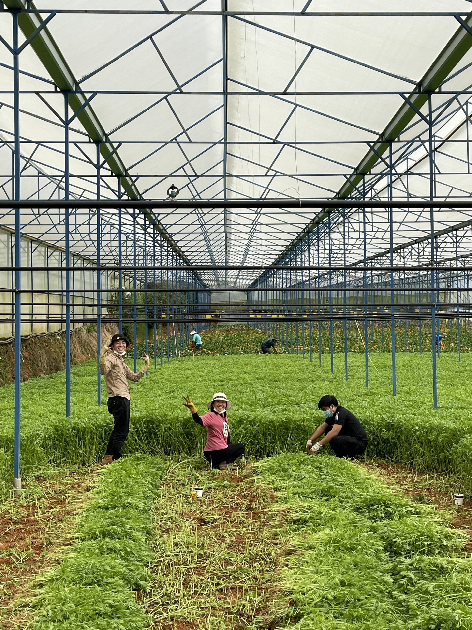 Nhiều bạn trẻ Đà Lạt gom rau sạch gửi tặng người dân TP.HCM ảnh 2 Nhieu ban tre Da Lat gom rau sach gui tang nguoi dan TP.HCM anh 2